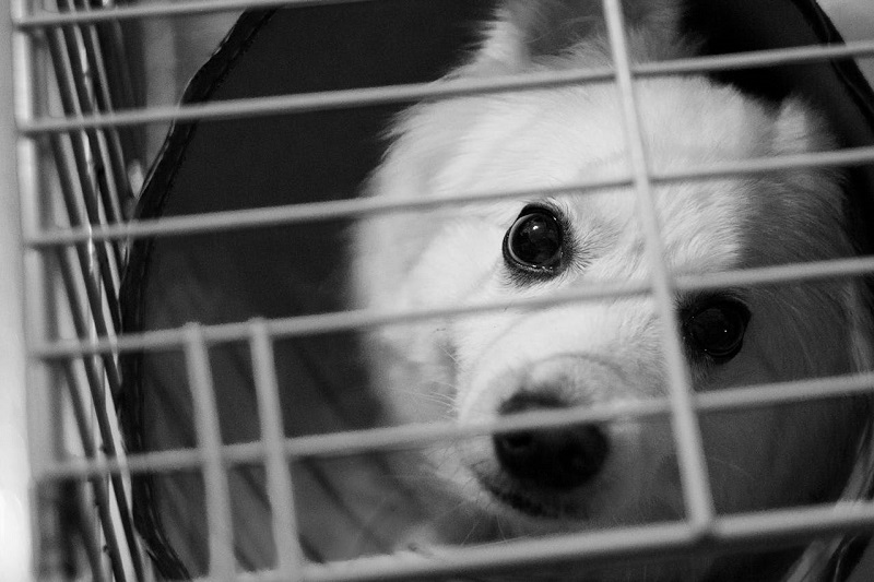 Where To Look to Foster a Dog