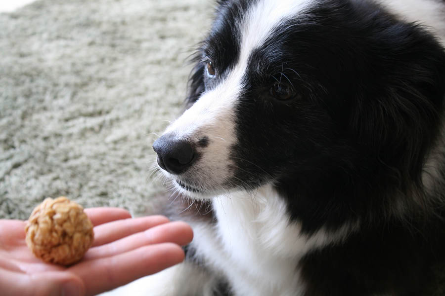 No bake dog treats | Pretty Fluffy