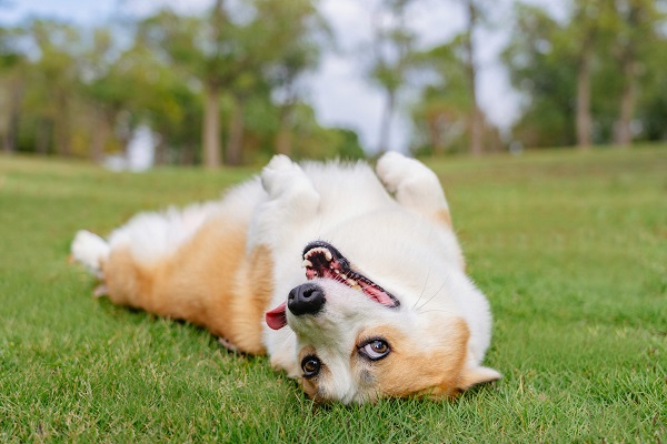 How To Teach Your Dog to Play Dead: Step by Step