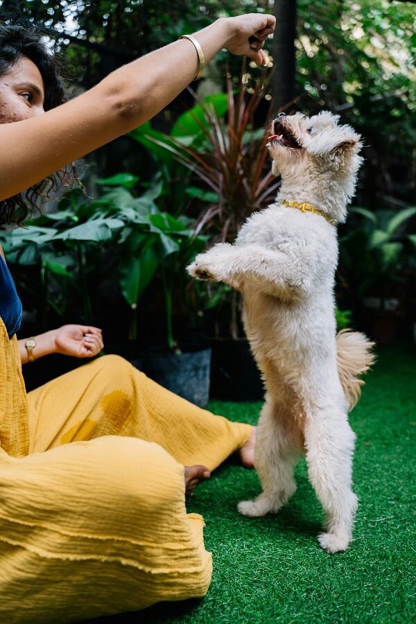 A Person Holding a Treat in Front of a Dog