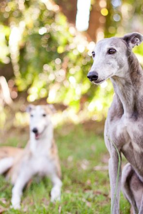 Rescue Greyhounds by Charlotte Reeves Photography | Pretty Fluffy