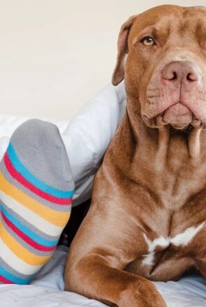5 Pit Bull Myths You Can Stop Believing Today3
