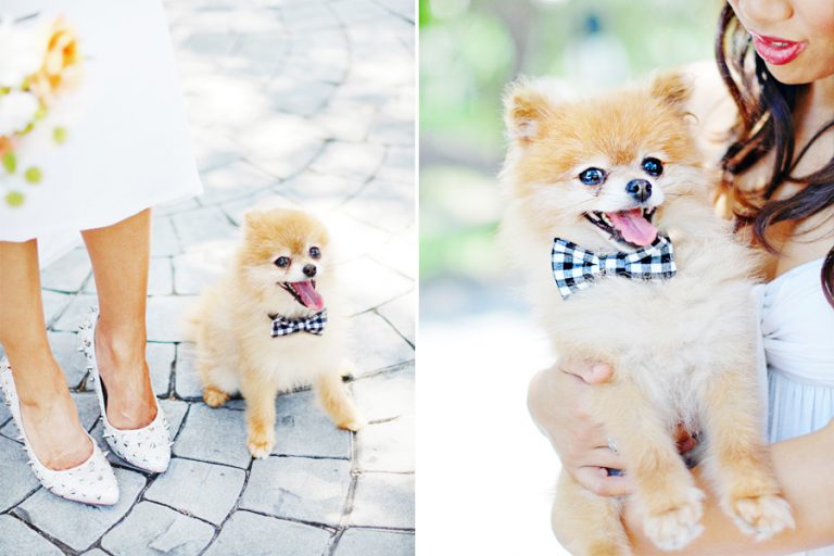 DIY NoSew Wedding Bow Tie Wedding Accessories for Dogs