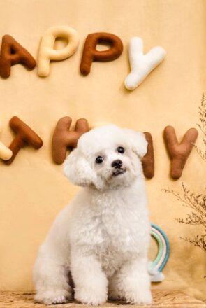 How To Throw A Puppy Birthday Party