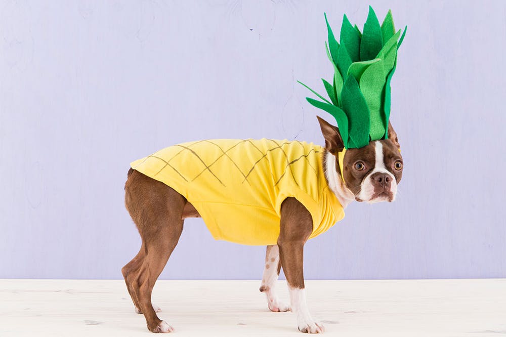 Pineapple costume for dogs - Halloween dog costume
