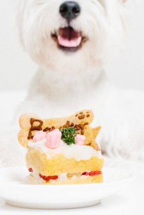 Dog Birthday Cake by Nattnee Photography | Pretty Fluffy