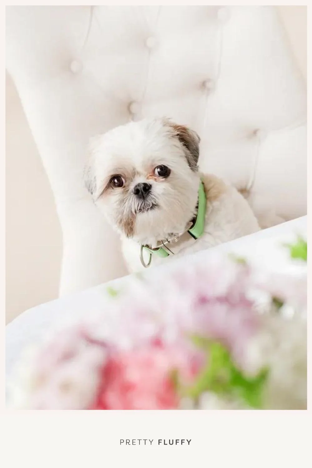 Dog Friendly St Patrick’s Brunch The Menu & DIY