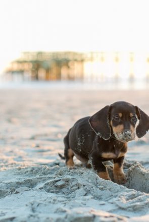 Oscar the Dachshund Puppy by Dana Cubbage Photography | Pretty Fluffy