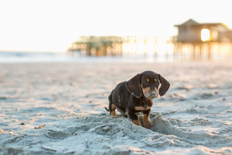 Oscar the Dachshund Puppy by Dana Cubbage Photography