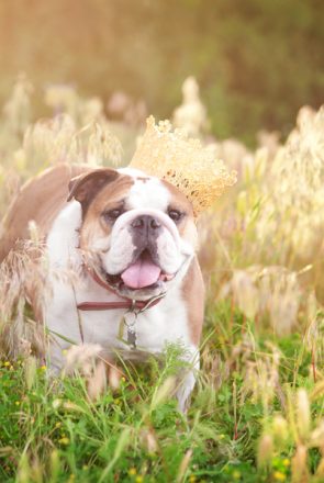 Dog Birthday Cake Smash by Missy Moo Studio | Pretty Fluffy