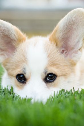 Paddington the Corgi by Posh Pets Photography | Pretty Fluffy