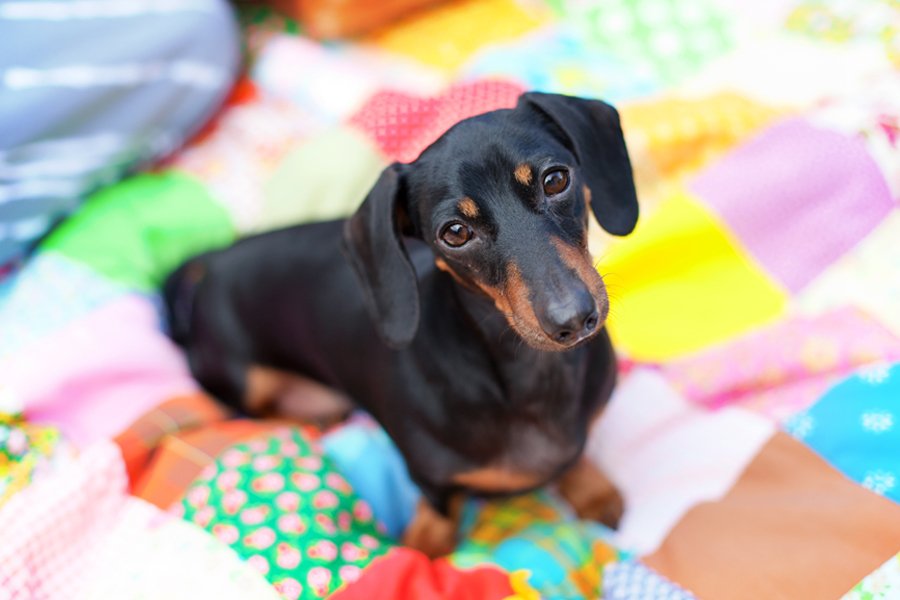 National Pet Memorial Day | Pretty Fluffy