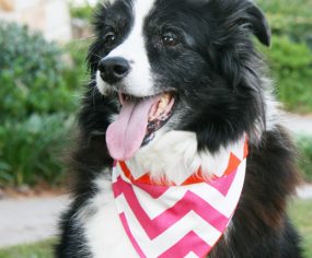 DIY No Sew Dog Bandana | Pretty Fluffy