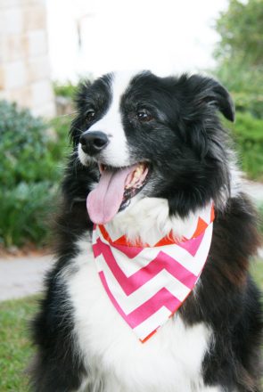 DIY No Sew Dog Bandana | Pretty Fluffy