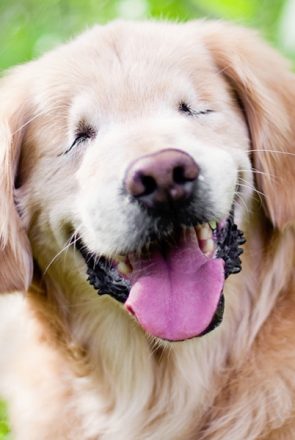 Smiley by Happy Tails Pet Photography | Pretty Fluffy