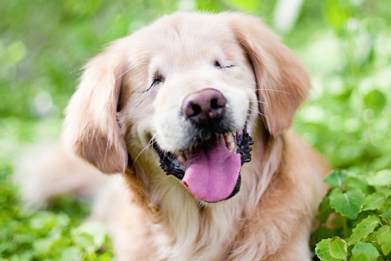 Smiley the Golden Retriever by Happy Tails Pet Photography