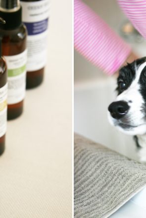 Essential Dog Aromatherapy Dog Shampoo and Grooming Range | Pretty Fluffy