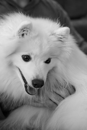 3 Habits You & Your Dog Should Start Today: Body brushing (C) Photo by Akemi Photography