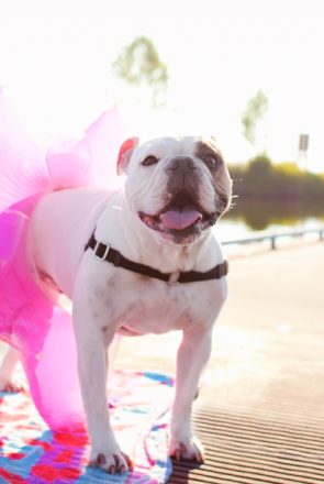 Beach Baby Bulldog - Photography by Missy Moo Studio | Pretty Fluffy