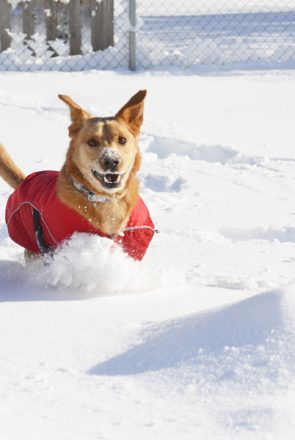 5 Top Tips for Traveling with Dogs during the Holidays