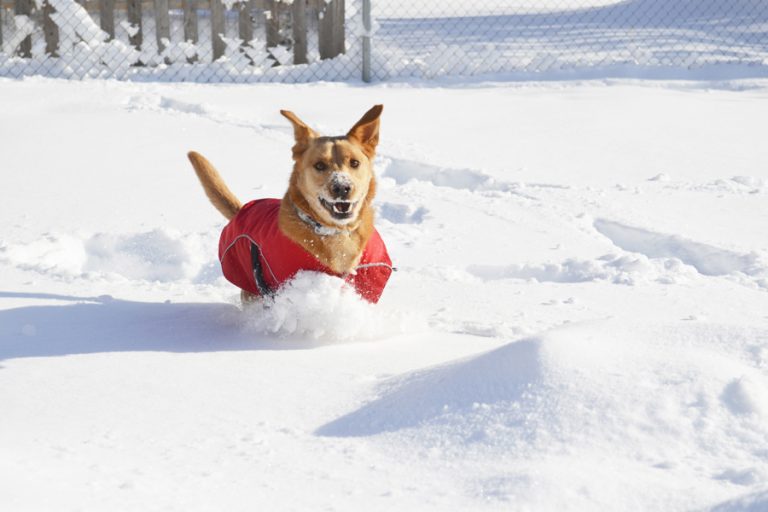 5 Tips for Travelling with Dogs these Holidays