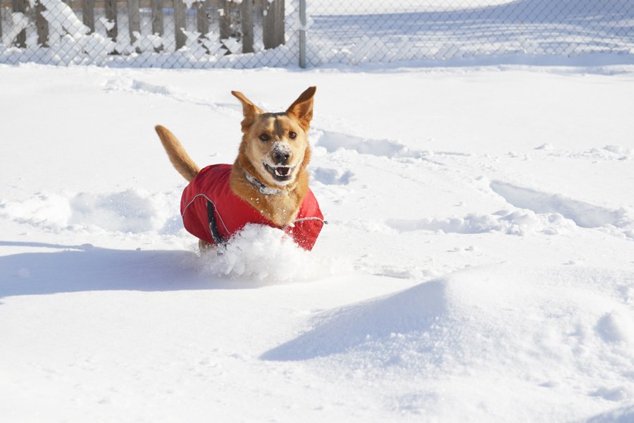 5 Top Tips for Traveling with Dogs during the Holidays