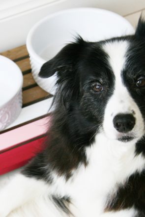 Ombre DIY Dog Feeder | Upcycled Pet Food Mat | Pretty Fluffy