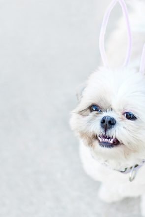 diy bunny ears for dogs