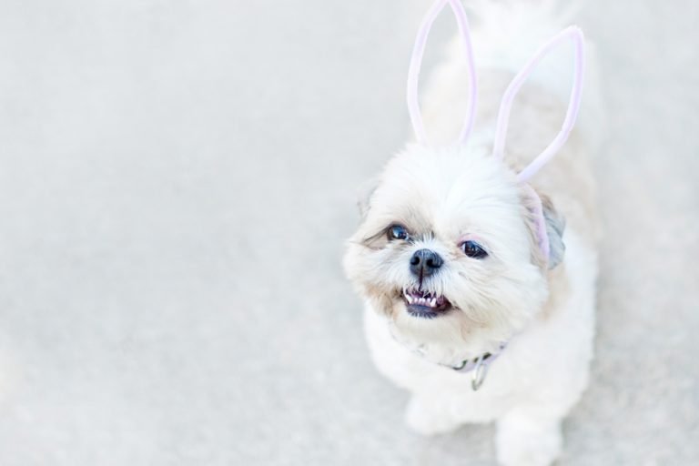 DIY Bunny Ears Headband for Dogs or Kids (2 Minutes!)