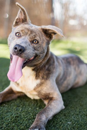 5 Tips for Photographing Shelter Pets