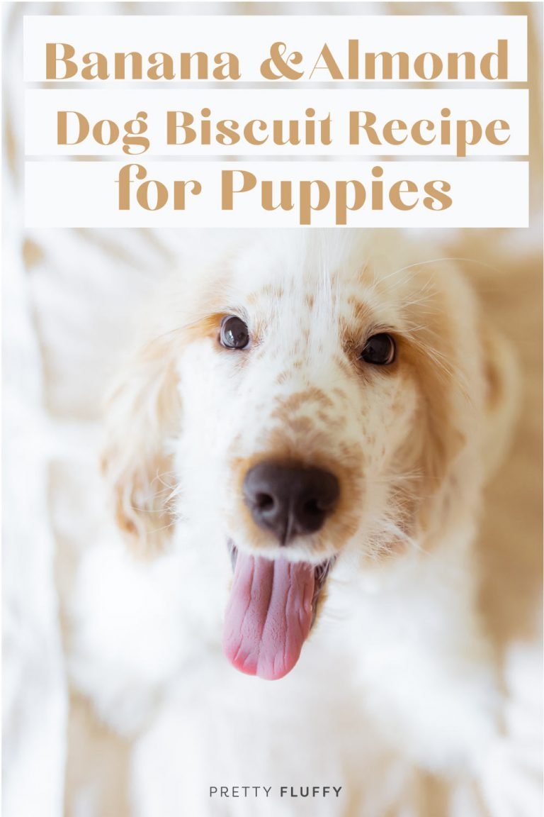 BananaAlmond Dog Biscuit Recipe for Puppies DIY Dog Treats Recipes