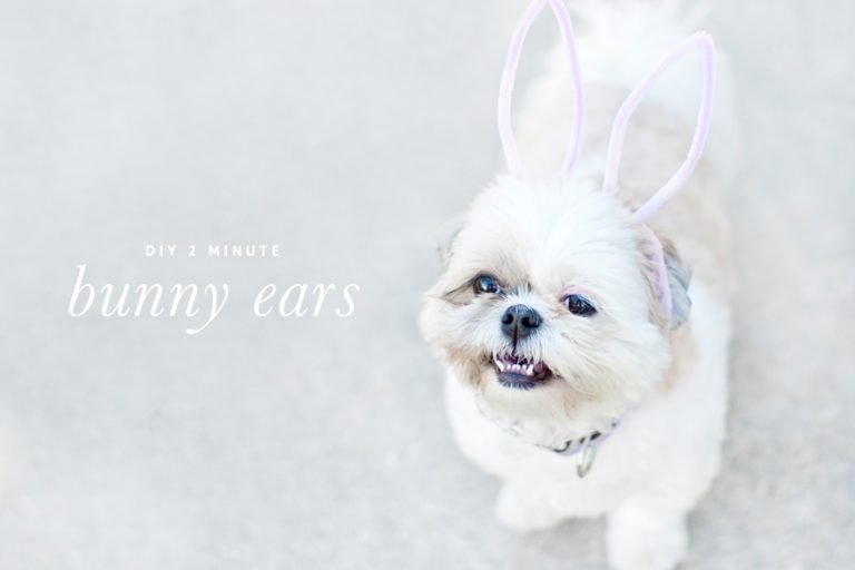 DIY Easter Bunny Ears for Dogs Made in 2 Minutes!
