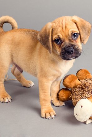 5 Tips for Photographing Your New Puppy