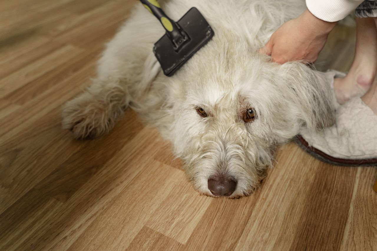 Dog Owner Cleaning Tips