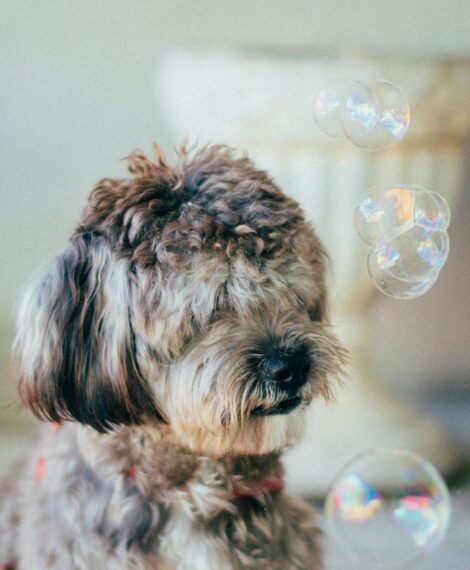 Dog Owner Cleaning Tips