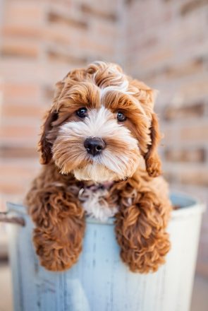 Tessa by Cockapoo Puppy by Happy Tails Pet Photography | Pretty Fluffy