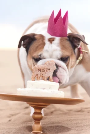 DIY Dog Birthday Crown | Pretty Fluffy