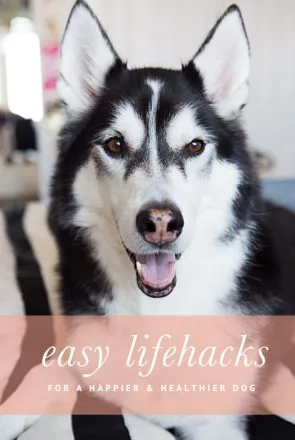 Lifehacks for a Happy and Healthy Dog | Pretty Fluffy