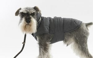 Top 6 Winter Coats for Dogs | Pretty Fluffy