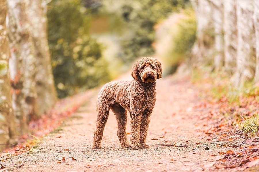 5 Professional Photographer Tips To Get Better Pet Photos | Pretty Fluffy