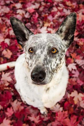 5 Professional Photographer Tips To Get Better Pet Photos | Pretty Fluffy