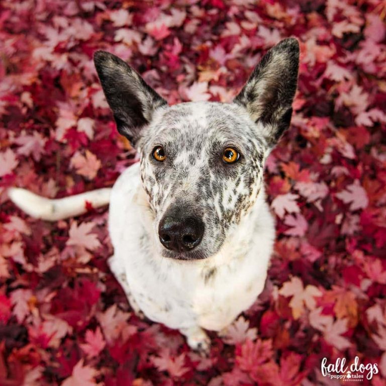 Pet Photography Tips: 5 Ways to Get Your Dog to Look at the Camera