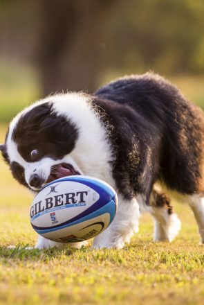 5 Dog Photography Ideas You Can Shoot At Home