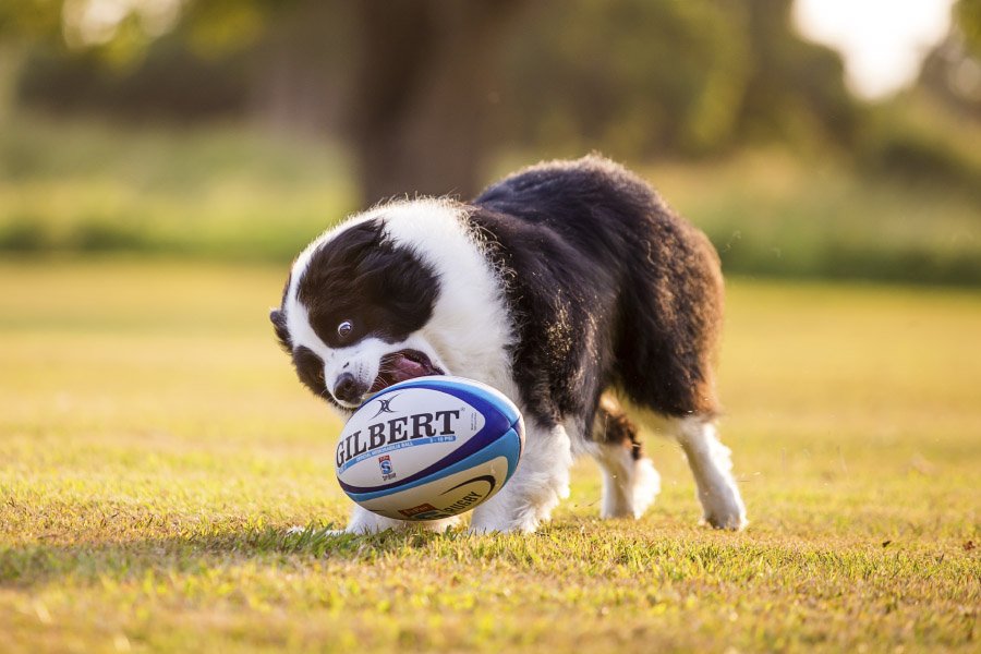 5 Dog Photography Ideas You Can Shoot At Home