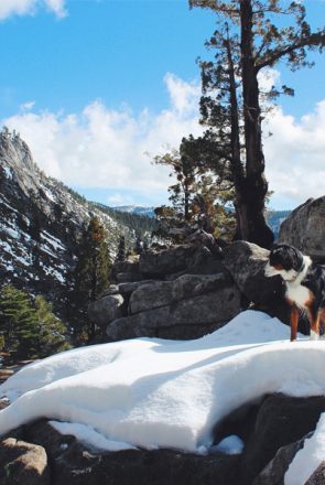 5 Tips for Hiking with Dogs