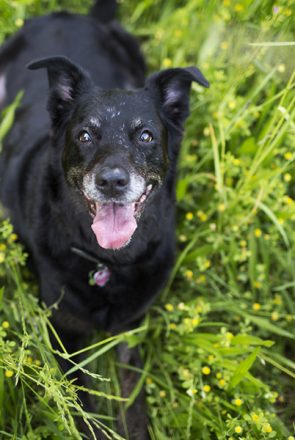 What is an Angel Session? (and why your senior dog needs one)