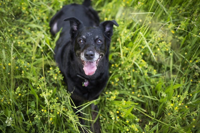 What is an Angel Session? (And why your Senior Dog needs one)