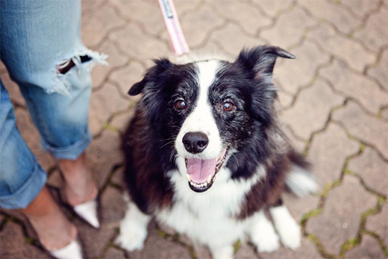 Senior Dog Care Products: Checklist & Tips