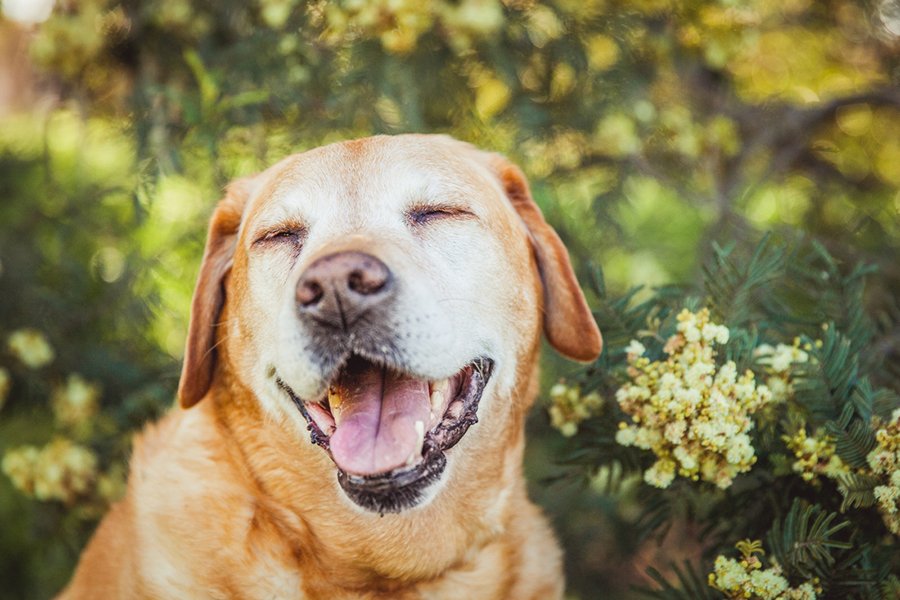 5 Pro Tips for Senior Pet Photography