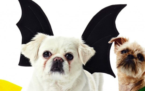 6 Dog Halloween Costume Ideas for You & Your Pooch